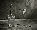 Tulip in Vase